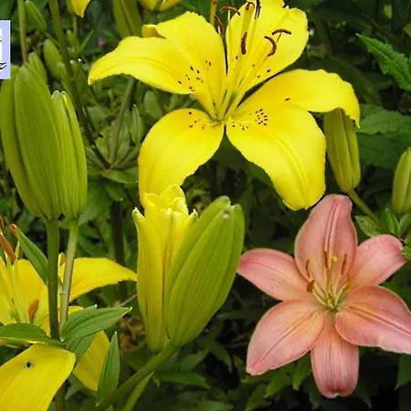 Cesa Da Riz Appartement