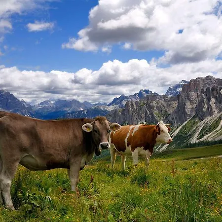 Appartamento Cesa Da Riz Colle Santa Lucia